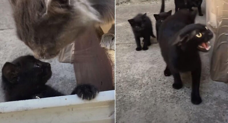 Кошка атаковала кота, напугавшего её детеныша 