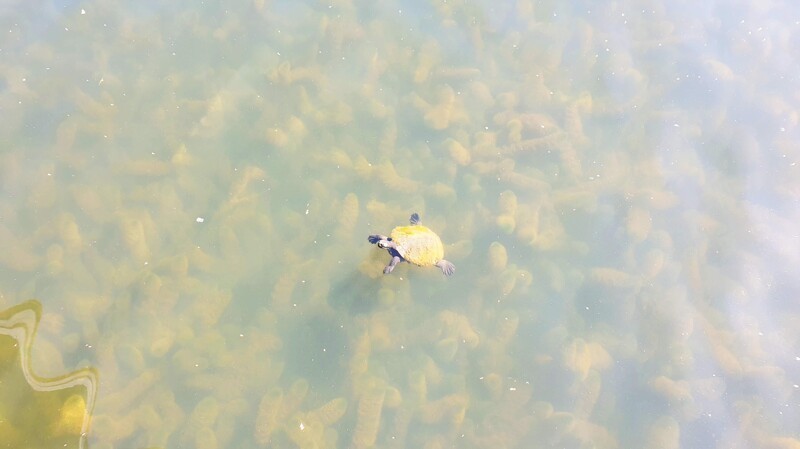 Черепаха в озере. Панцирь порос водорослями