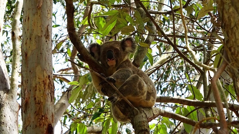 Без комментариев. Это фото снято в парке Кумбаба, коала дикая.
