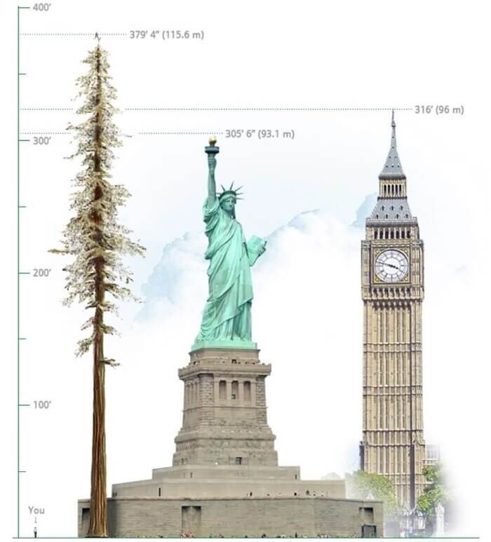 Самое высокое дерево в мире – Гиперион