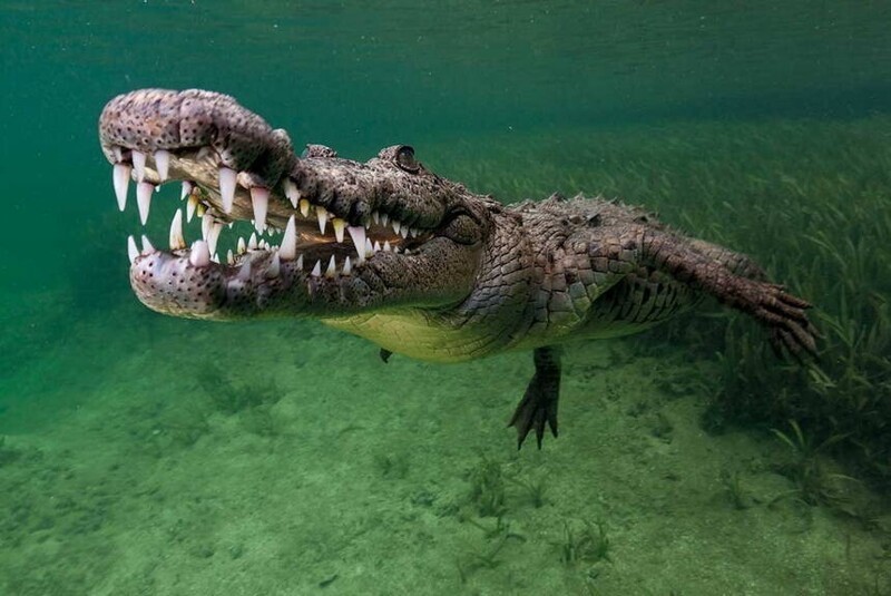 14. Морской крокодил