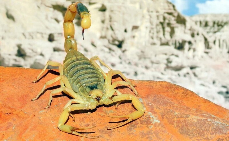 9. Палестинский желтый скорпион (Смертельный скорпион)