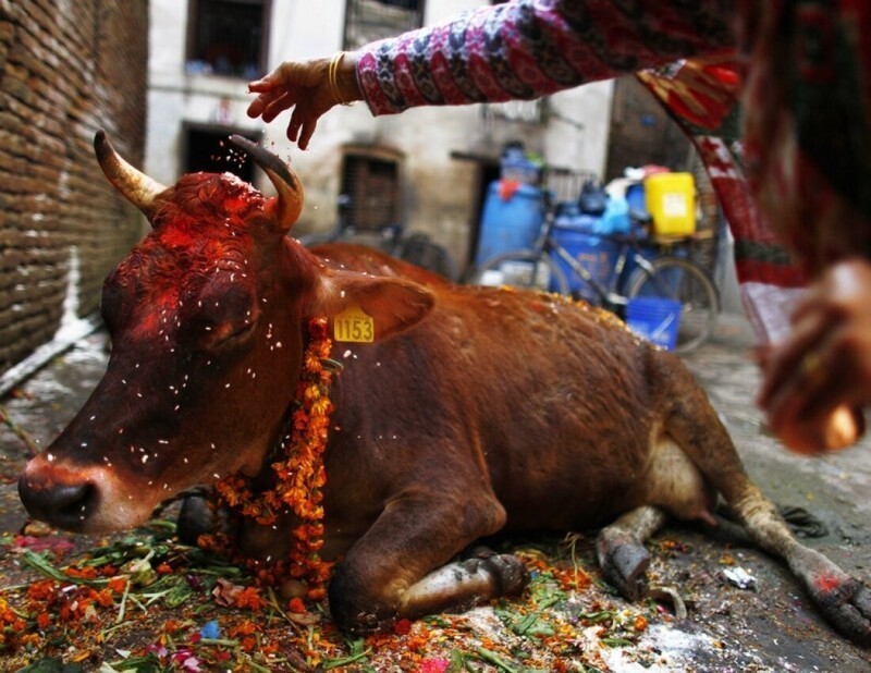 Традиции Индии: почему в этой стране корова признана священным животным?