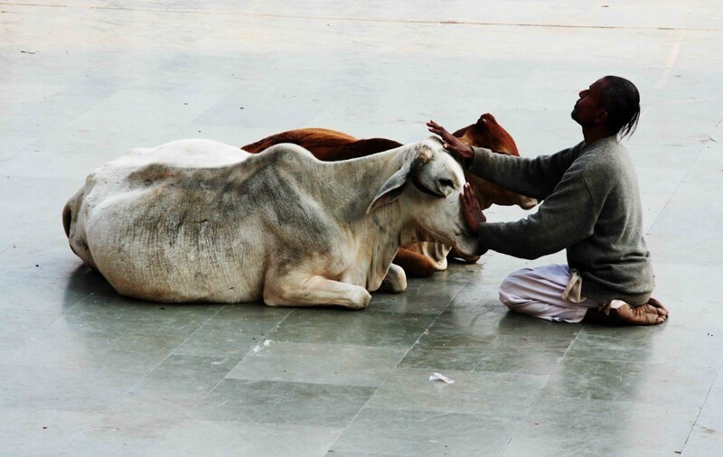 какое мясо едят в индии если корова священное животное