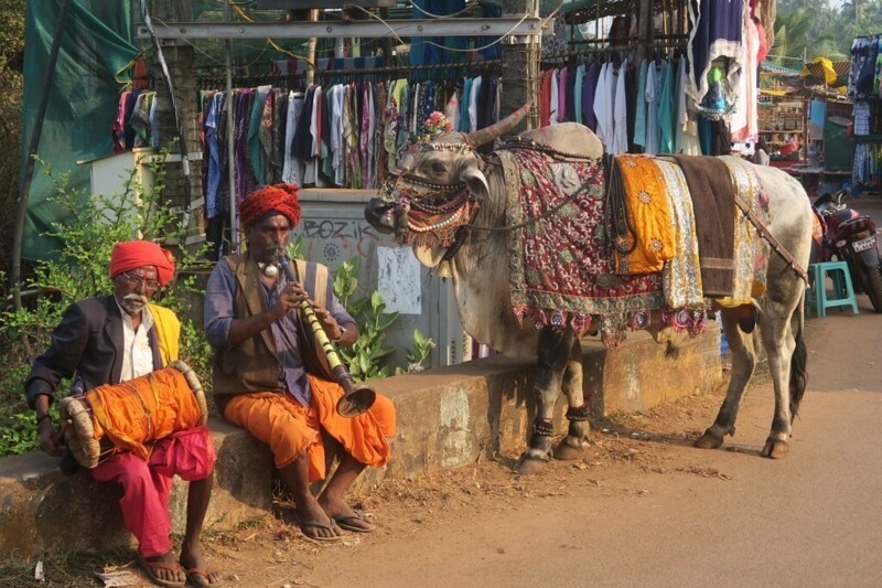 Священная корова. Почему в Индии эти животные священны?
