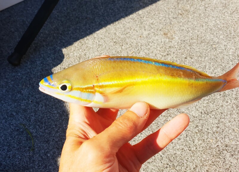 Я эту рыбу называю "жовтно-блакытная" :)  На самом деле это whip tail - кнутохвост
