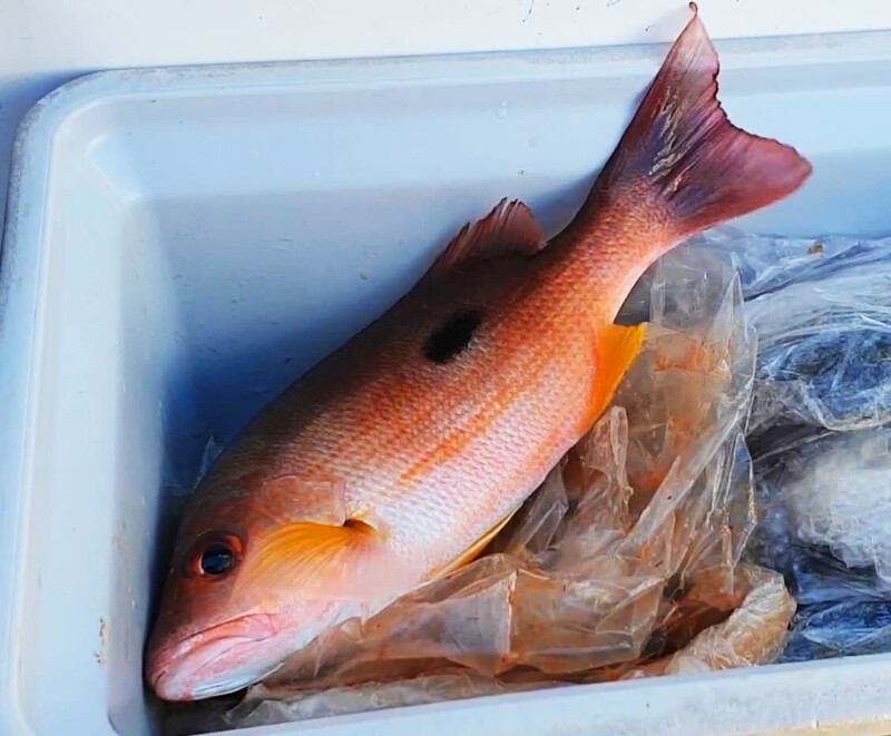 А это перч (perch) - одна из лучших рыб