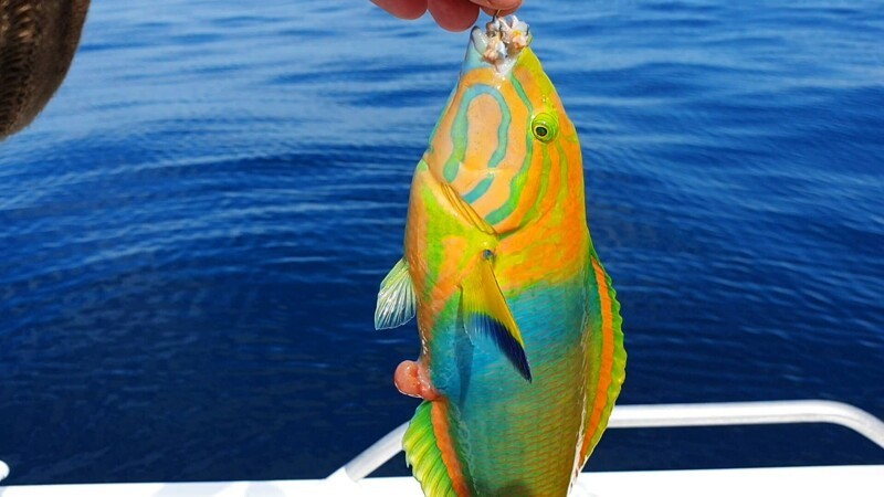 Ну а это рыба-попугай. Уже показывал в других публикациях, но другого цвета.