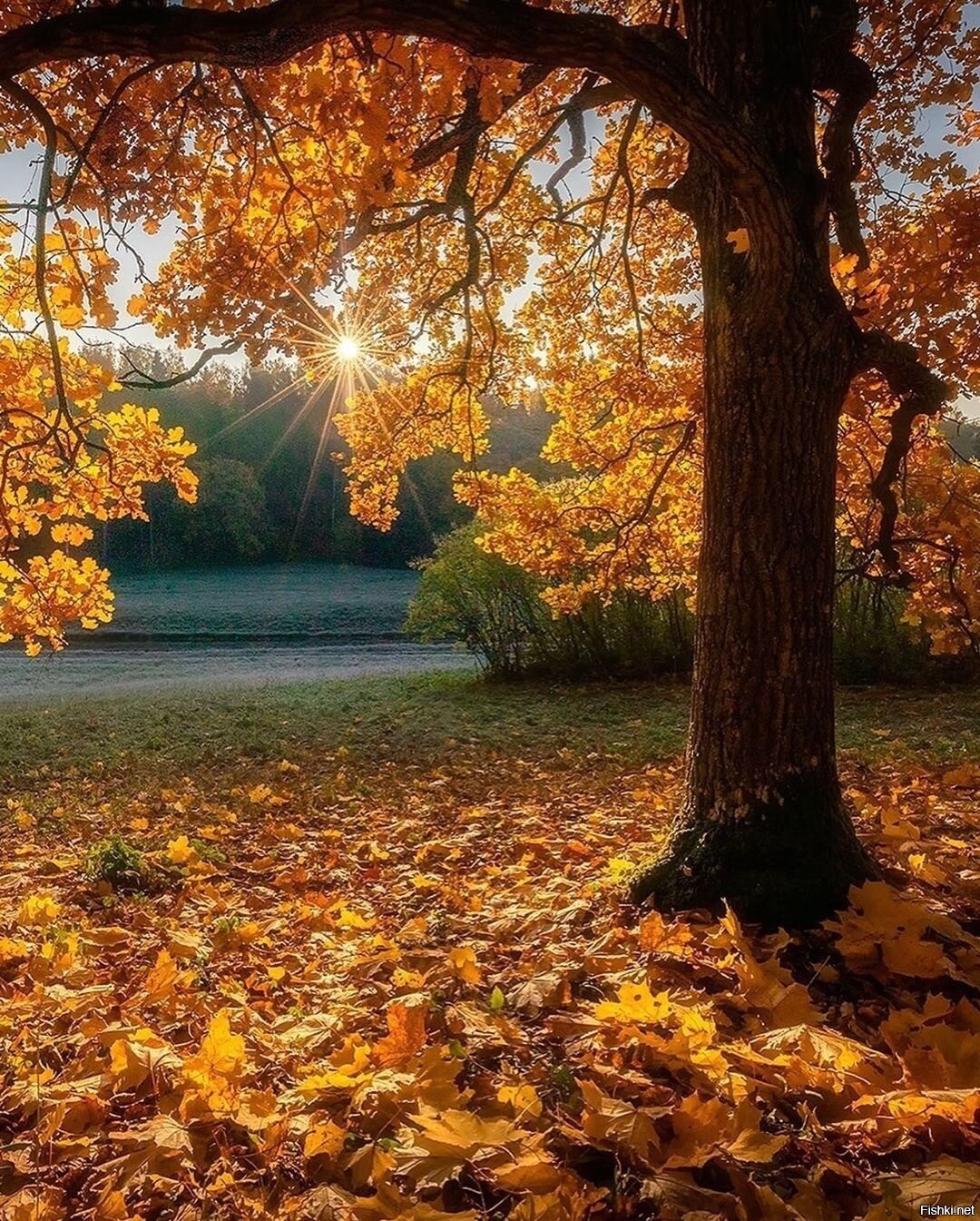Золотая осень парк