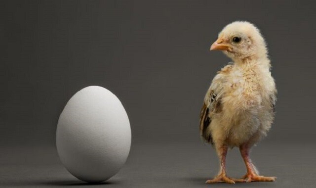 Что появилось первым: яйцо или курица?