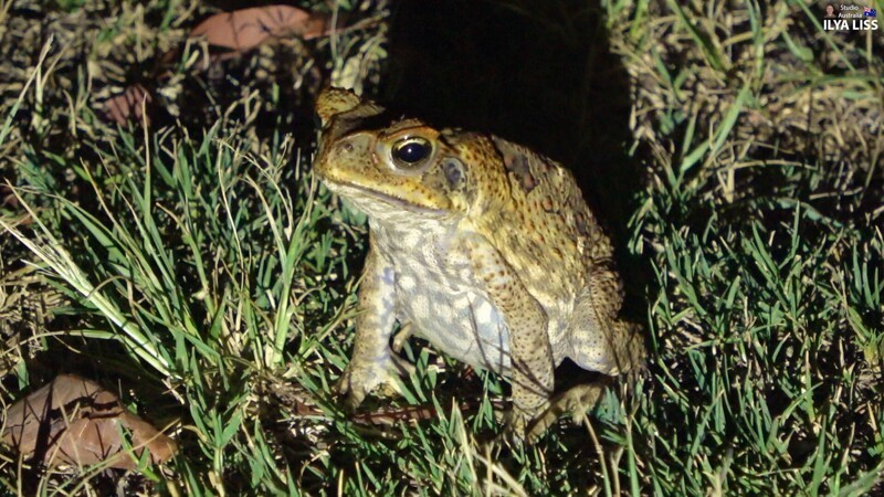 Тросниковая жаба - кошмар Австралии, который завезли из Африки для борьбы с насекомыми. В итоге, природа сильно страдает от этих жаб, поедающих все живое вокруг и являющимися ядовитыми для хищников.
