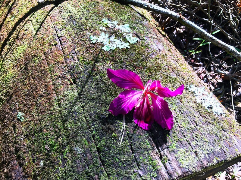 В субтропиках даже пенек цветет. Это дождевой лес (rainforest) в районе Кондалилла