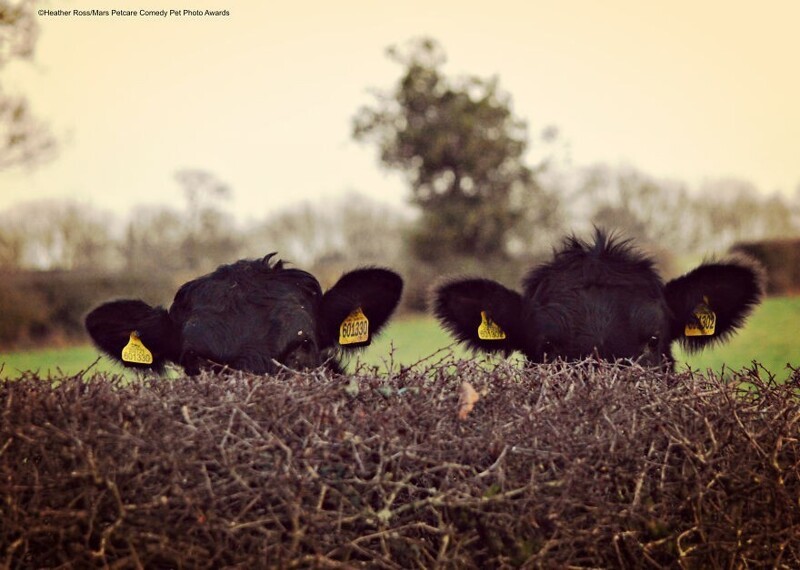 "Коровы под прикрытием", Heather Ross