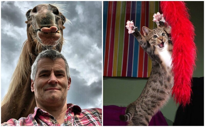 30 уморительных фото животных с конкурса Comedy Pet Photo Awards