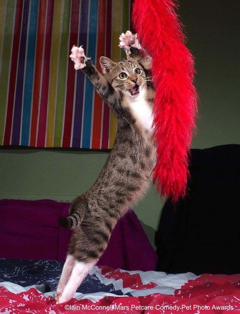 "Танцующий кот", Iain Mcconnell