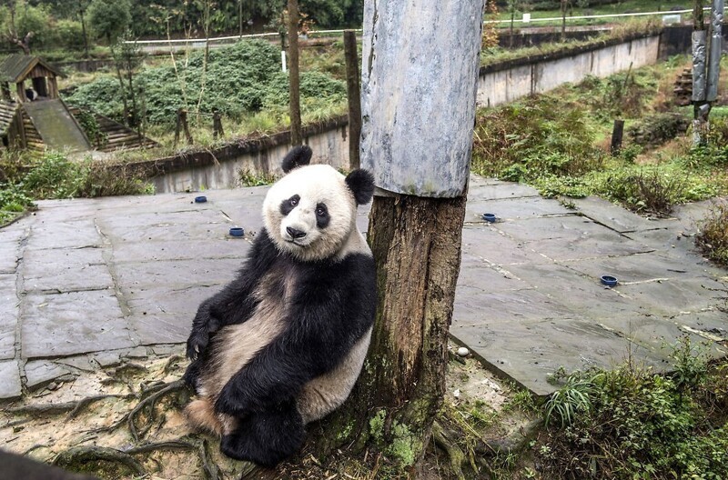 Работа нянькой панды: полное довольствие и $23 000 в год