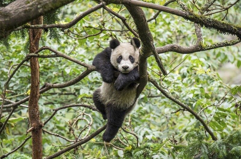 Работа нянькой панды: полное довольствие и $23 000 в год