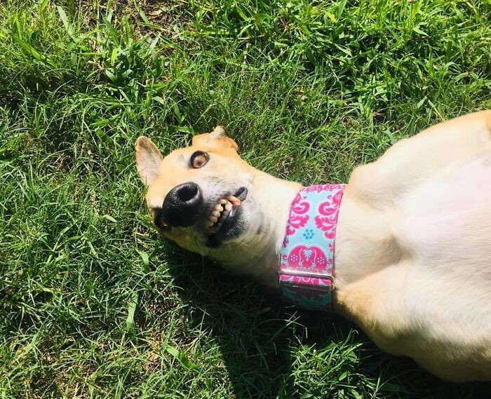 Умора: 30 неудачных фото собак, которые не должны были попасть в сеть