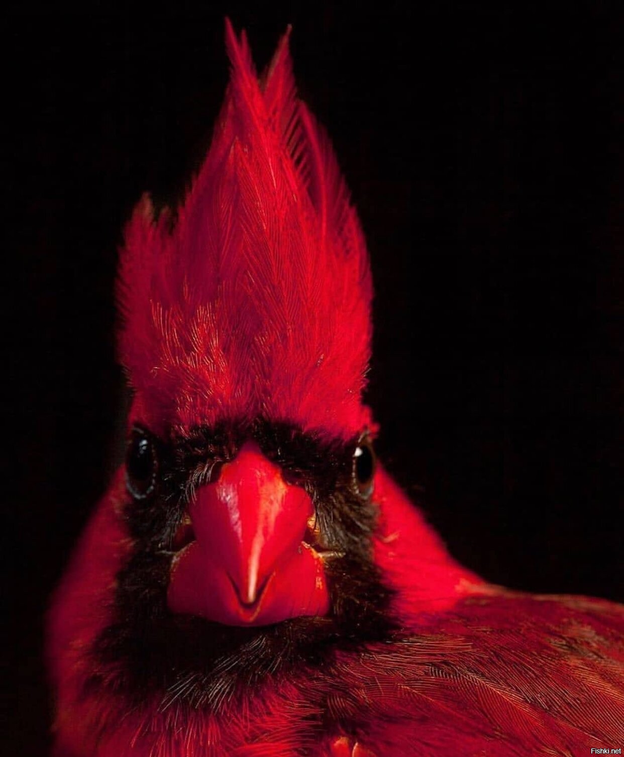 Серый кардинал птица. Черный Кардинал птица. Красный Кардинал. Злой Кардинал птица. Ворон и красный Кардинал.