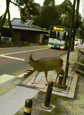 Когда олень умней людей