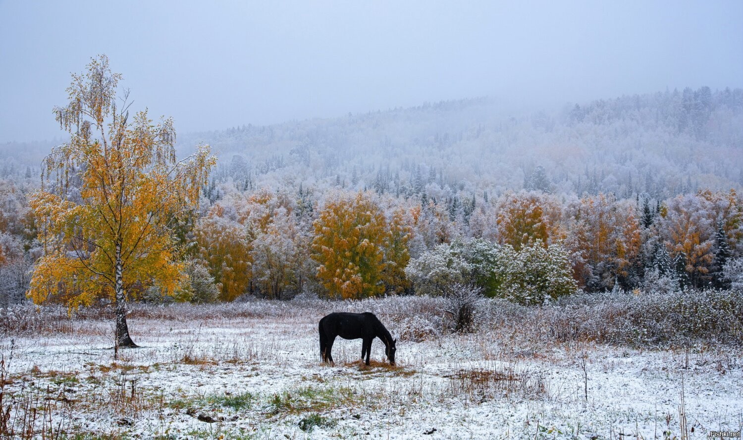 Поздняя осень лошади первый снег
