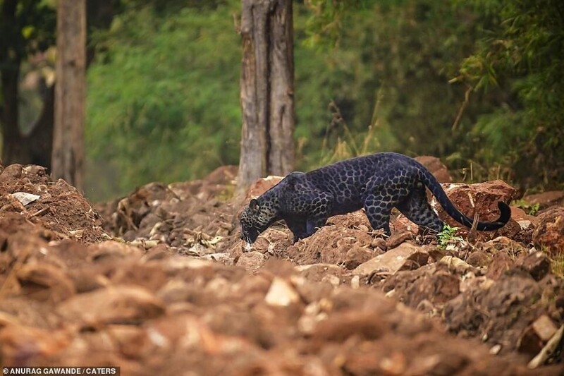 В Индии заметили редчайшего черного леопарда за охотой