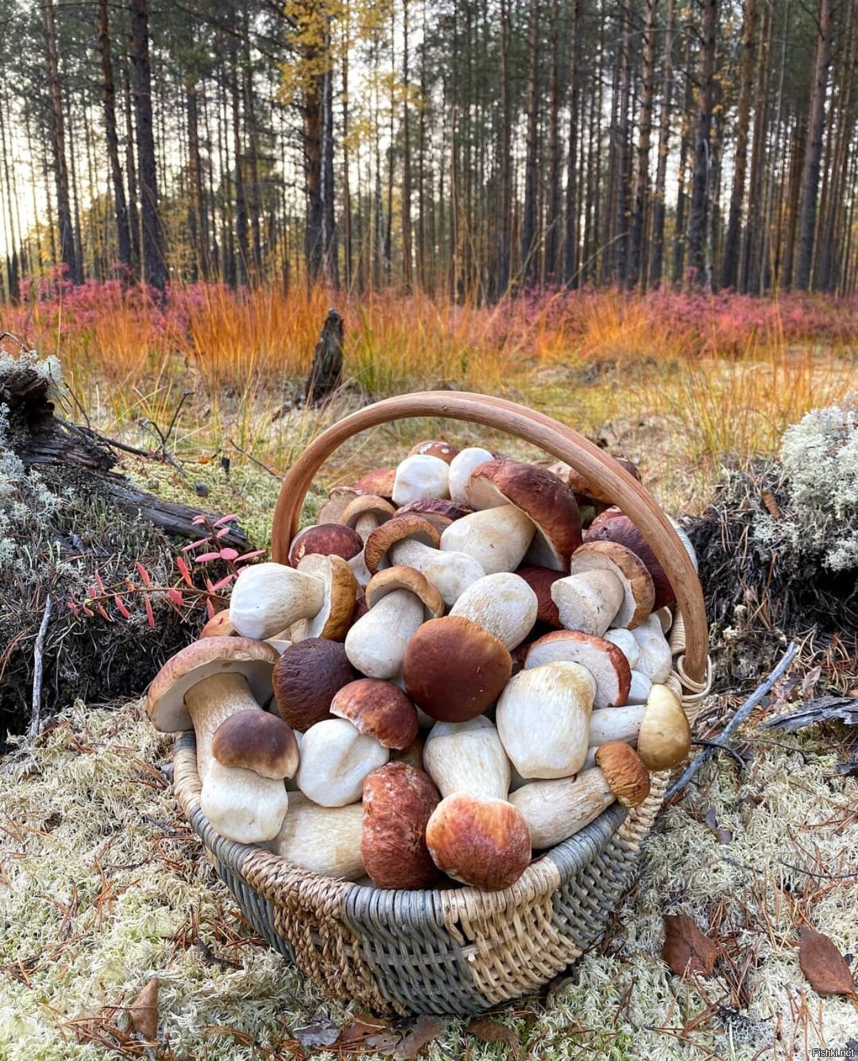 Много грибов в лесу