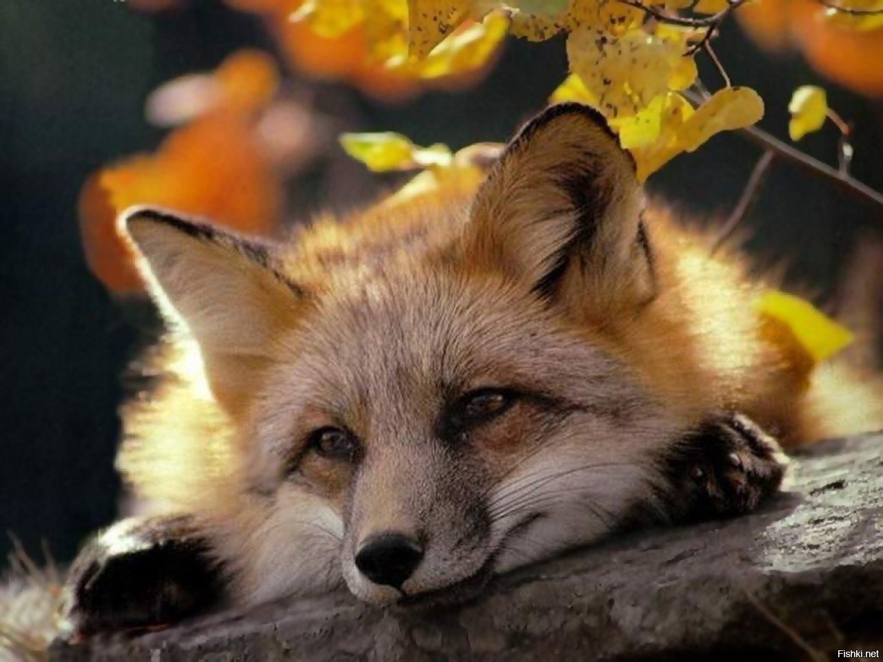https://cdn.fishki.net/upload/post/2020/10/03/3436540/5c117db2fc4309bf402515c27a13c929.jpg