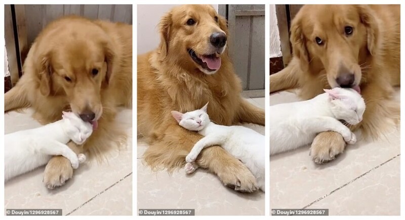 Как выглядит настоящая дружба между кошкой и собакой