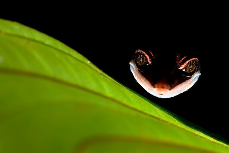 Кошачий геккон. Снимок сделан в национальном парке Кубах на острове Борнео. Автор: Бернхард Шуберт