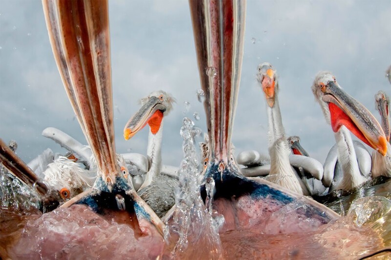 Кормление пеликанов на озере Керники, Греция. Автор: Бенс Матэ