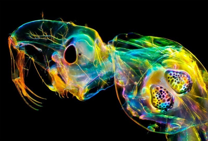 Удивительно детальный снимок "стеклянного червя" (личинка комара рода Коретра). Снято на смартфон. Автор: Андрей Савицкий