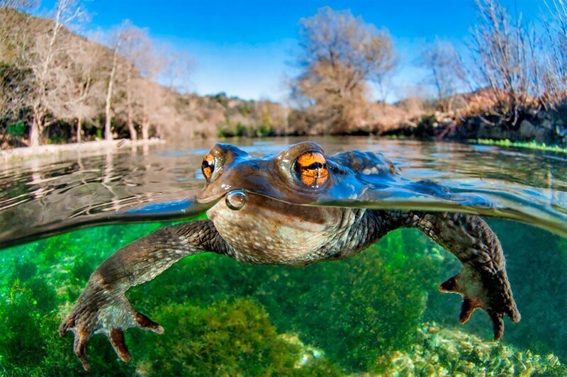 Bufo bufo, или обыкновенная жаба. Источник Буэж в Окситании, Франция. Автор: Матье Фульки