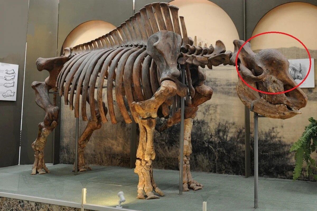 Эласмотерий: Рог размером с человека! Сверхмассивного носорога застали наши предки