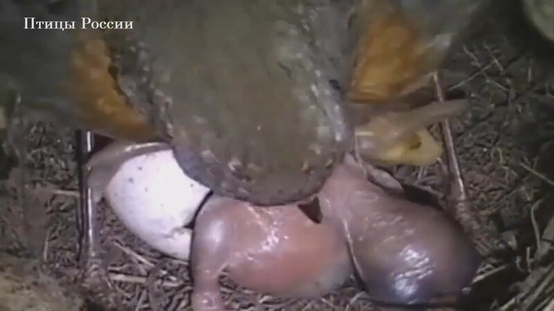 Первые дни жизни кукушки - гнездового паразита
