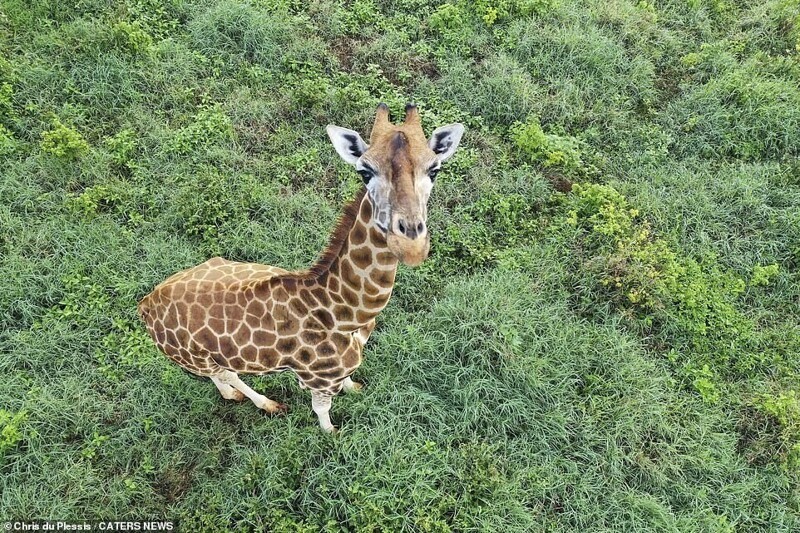 Любопытный жираф