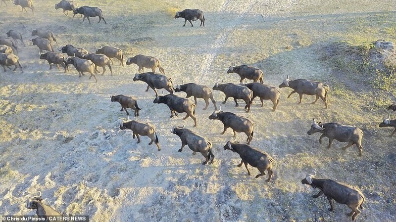Стадо буйволов