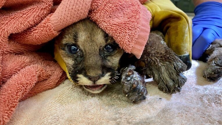 В зоопарке Окленда спасли котенка горного льва, который осиротел в лесном пожаре