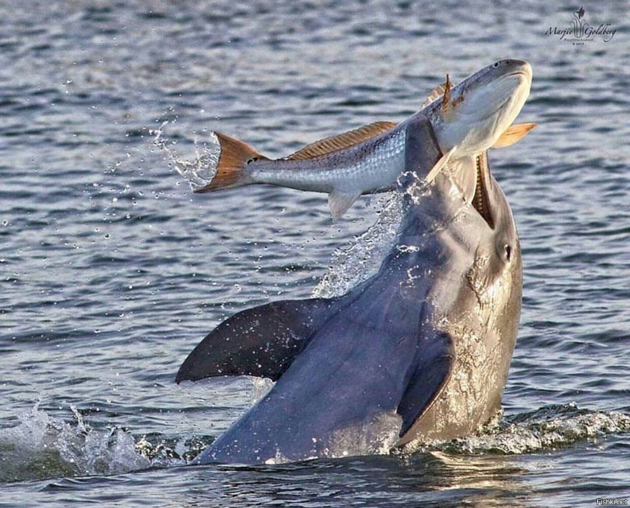 https://cdn.fishki.net/upload/post/2020/10/05/3438508/40712f5366f784cfbb9c8474e6f6bb19.jpg