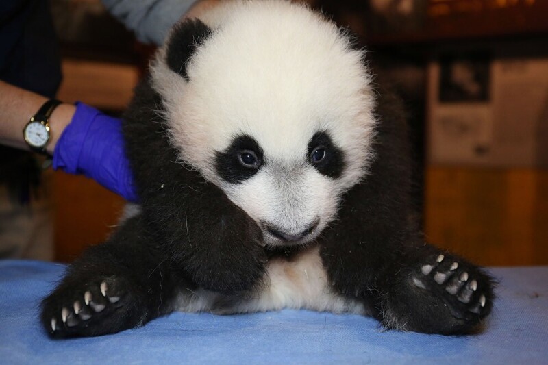  Учимся сидеть. Маленькая панда в зоопарке в Вашингтоне. (Фото Tallie Wiles):