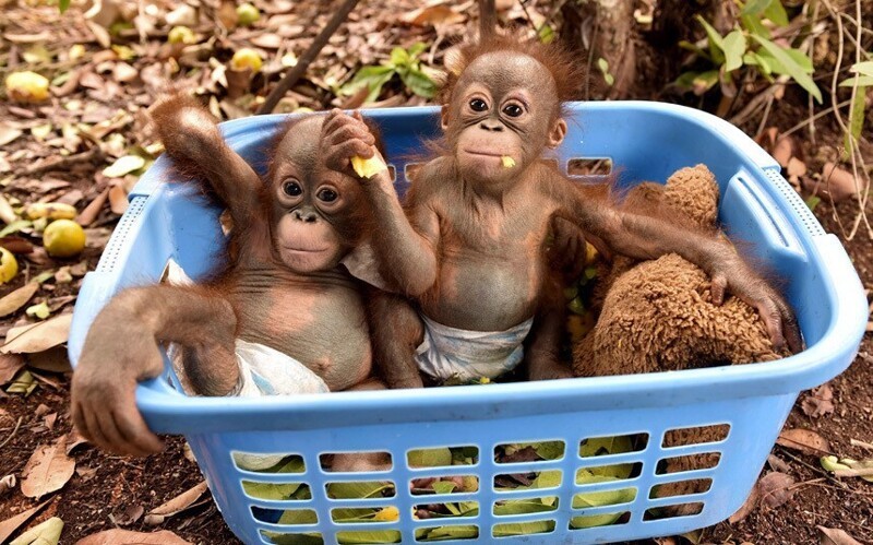  Орангутанги в реабилитационном центре на острове Борнео. (Фото Indrayana):