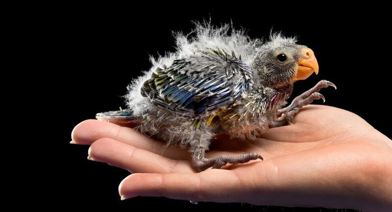 Ногастый. Недавно рожденный попугай Розелла. (Фото Mike Keating):