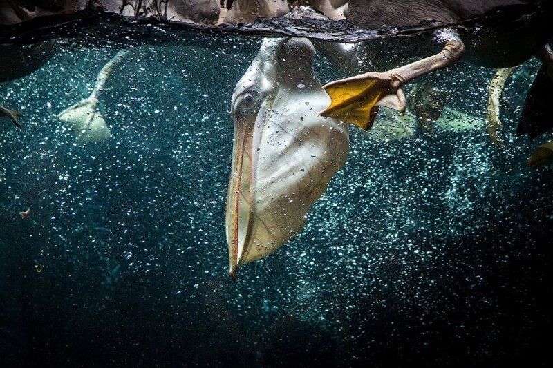 Мастер-рыболов. Пеликан нырнул за рыбой. (Фото Nikhil Rasiwasia):