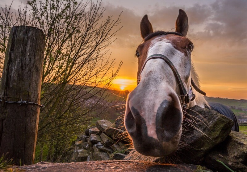 Привет! Любопытная лошадь в Йоркшире, Англия. (Фото David Zdanowicz):