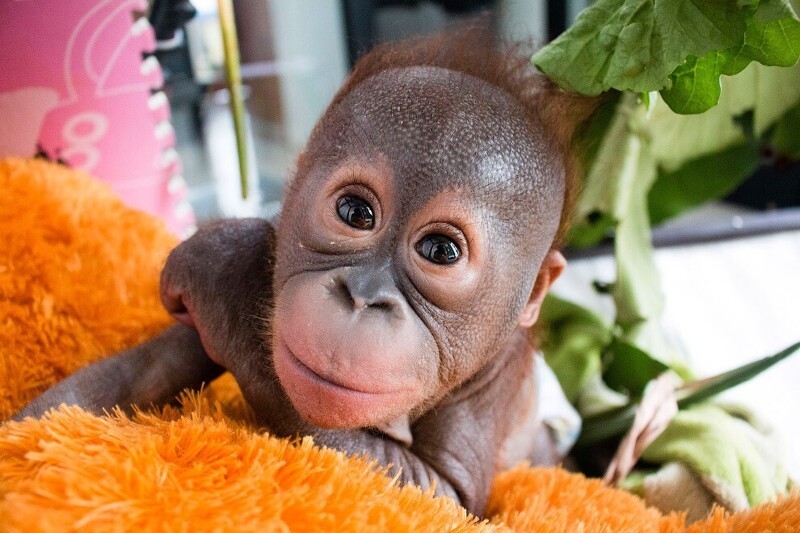 Спасенный. Маленького орангутанга нашли в картонной коробке, оставленной на солнце, на острове Борнео. Сейчас он находится в реабилитационном центре. (Фото Animal Rescue):