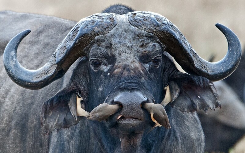 Местные ухо-горло-носы. Удивительно, куда птицы могут залезть буйволу в Танзании — прямо в ноздри. Тот не против, поскольку птицы вычищают паразитов. (Фото Nico van Amstel):