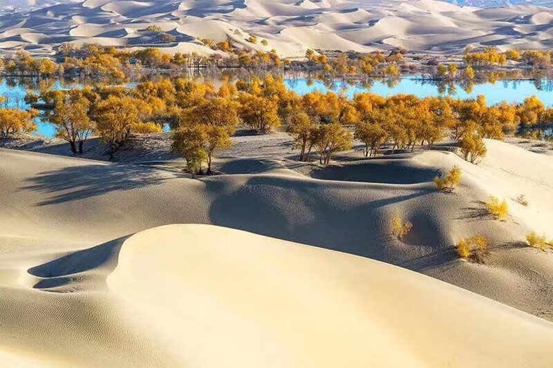 Невероятный пейзаж Китая: лес посреди реки, окруженный пустыней