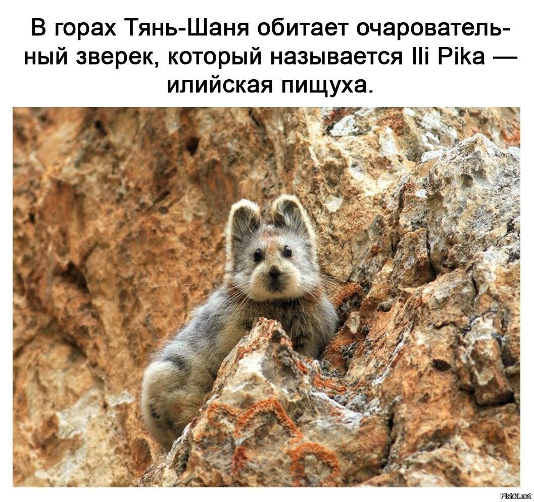 Волшебный кролик