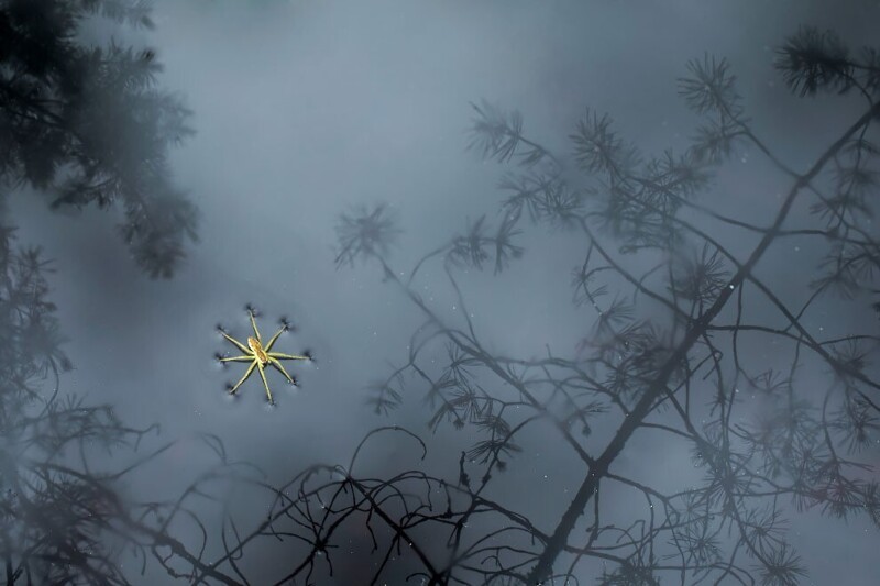 Паук в пруду  в национальном парке Плещеево озеро, Россия. (Фото Svetlana Ivanenko/Close Up Photographer of the Year 2020):
