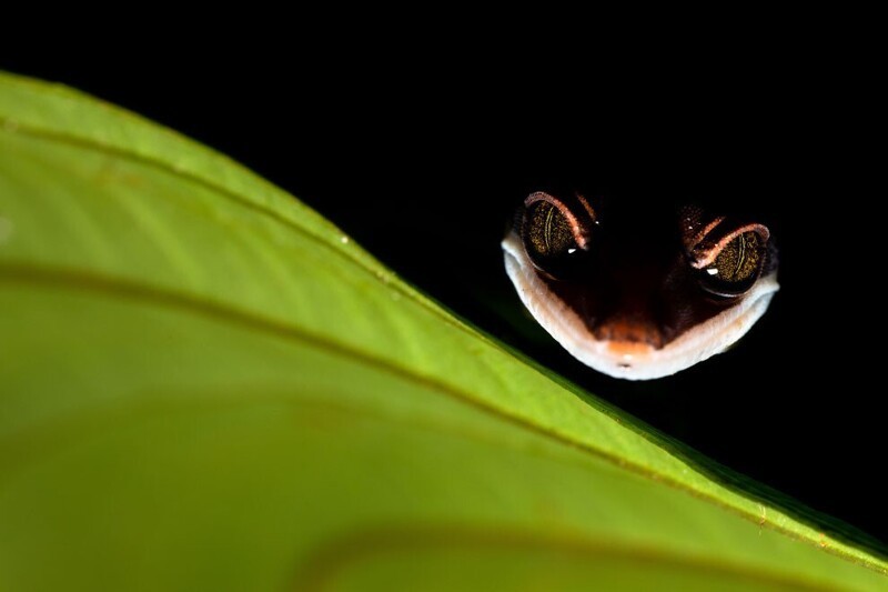 Кошачий геккон сфотографирован во время ночной прогулки по национальному парку острове Борнео. (Фото Bernhard Schubert/Close Up Photographer of the Year 2020):